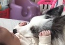 Dog Squad TV - Border Collie Snuggles With Baby Facebook