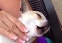 Dog's Reaction To Heavenly Neck Massage