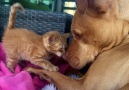 Dogs really ARE everyones best friend