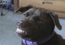 Dogs Smiling for the Camera