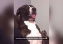Dog Stares Hilariously At Owner