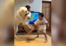 Dog stops brother's figth