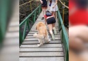 Dog Struggles to Cross Hanging Bridge Credit JukinVideo