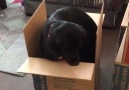 Dog Stuck In Box