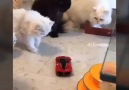 Dogs Vs Cats D D i cant stop laughing Dtag your friendscredits Best Videos