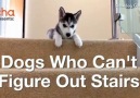 Dogs Vs. Stairs