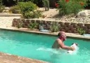 Dogs vs Swimming Pools!