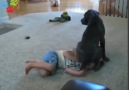 Dogs Who Failing At Being Dogs vvSo so funny ))))