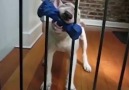 Dogs With Sticks That Can't Fit Through Doorways