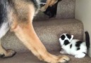 Dog taking care of kitten