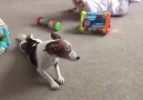 Dog teaches baby how to crawl