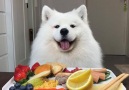 Dog testing different types of food