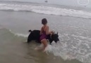 dog try to save baby from danger