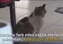 Doğum için sağlık ocağına giden kedi.