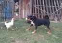 Dog vs. Chicken