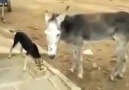 Dog Vs Donkey