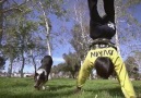 Dog vs. Freerunner!