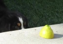 Dog vs Lemon!