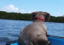 Dog Wants To Befriend Dolphin