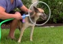 Dog Wash Ring