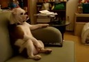 Dog Watches Family Guy