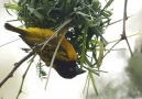 Dokumacı Kuşun Muazzam Yuva Yapma Yeteneği!Via San Diego Zoo
