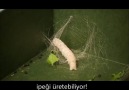 dokuma tezgahı İpek Böceği