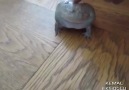 Dokununca Çığlık Atan Kurbağa