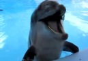 Dolphins are Adorable &lt3