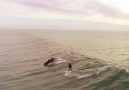 Dolphins are awesome