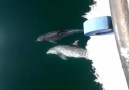 Dolphins Dance Underwater