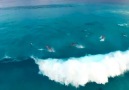 Dolphins playing in the waves (Australia)