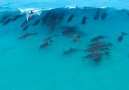 Dolphins playing in the waves in Australia Jaimen Hudson