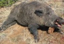 Domuz Avı (Wild Boar Hunting)