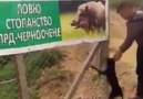 Domuzcu köpek böyle oluyor herhalde )Cep herkülü maşallah
