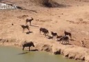 Domuz İçin Ölümün Kaçınılmaz Olduğu An İzleyenleri Dehşete Düşürd