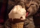 Dondurma Yerken Kendinden Geçen Kedi D