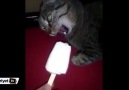 Dondurma yiyen kediden "Beynim dondu" tepkisi.