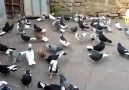 Dönek Güvercinleri Tanıtım Videosu