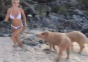 Don&get too close to wild beach pigs