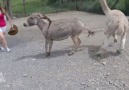 Donkey Punch  Animal Food Fight