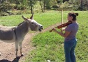 Donkeys are absolutely ADORABLE