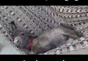 Donkey Swings In A Hammock