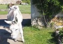 Donkey Taxi