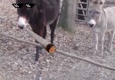 Donkey Vs Gate