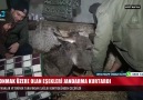 DONMAK ÜZERE OLAN EŞEKLERİ JANDARMA KURTARDI