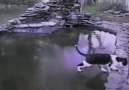 Donmuş Havuzda Balık Avlamaya Çalışan Kedi