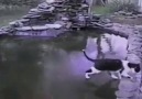 Donmuş Havuzda Balık Avlamaya Çalışan Kedi