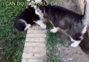 Dont be like Dave by MyWinterfells Siberian Huskies