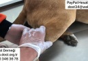 Dost Derneği - Bacağı Kırıklan Köpek İhbarı Facebook
